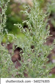 Artemisia Absinthium, Flowers