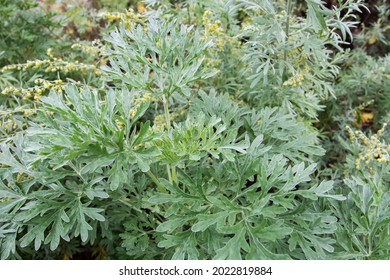 Artemisia absinthium. Grand wormwood or absinth sageworth or absinthium flowering plant.