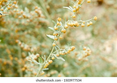 artemisia absinthium, the grand wormwood, detail with flowering twig in sunlight