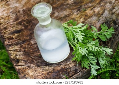 Artemisia absinthium , wormwood, absinthium, absinthe wormwood, wermud, wormit near an apothecary bottle with a tincture for the manufacture of Artemisia essential oil. Natural cosmetic concept.