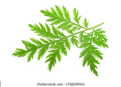 Artemisia annua  branch isolated on white background