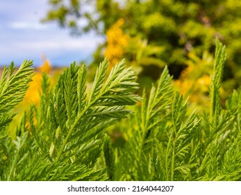 Artemisia annua branch isolated on natural background. sweet wormwood, Sweet annie, sweet sagewort or annual wormwood plant. Nobody, selective focus - Shutterstock ID 2164044207