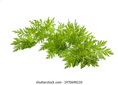 Artemisia annua plant isolated on white background
