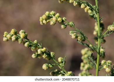Artemisia annua, Sweet Annie, armoise annuelle, Compositae. Wild plant shot in summer.