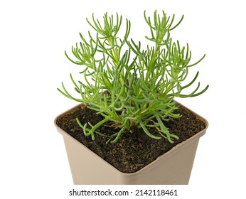 Artemisia caucasica, caucasian mugwort, herb plant in pot isolated on white background, close up of gyros herb