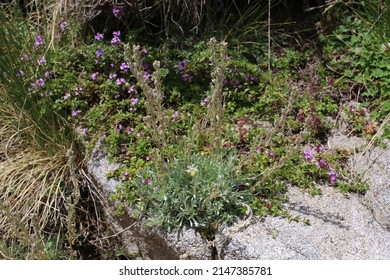 Artemisia eriantha, Artemisia umbelliformis subsp. eriantha, Compositae. Wild plant shot in summer.