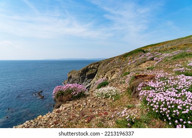 Artemisia And Gorse In Bloom Along The Brittany Coastline In Finistère 