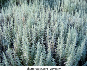 Artemisia Ludoviciana Or Prairie Sage