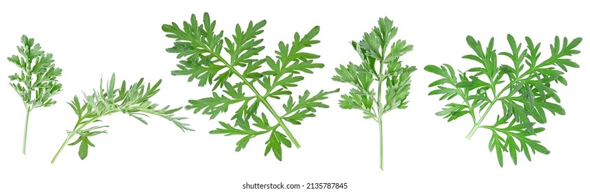 Artemisia medicinal herb plant. Set of medicinal wormwood twigs isolated on a white background. Sagebrush.