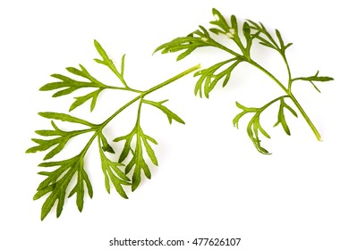 Artemisia Pallens Leaves.