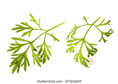 Artemisia Pallens, Leaves.