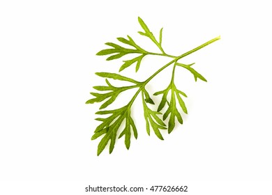 Artemisia Pallens, Leaves.