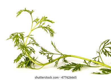 Artemisia Pallens, Leaves.