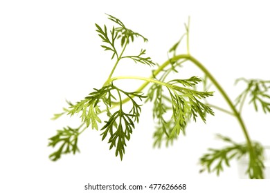 Artemisia Pallens, Leaves.