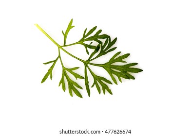 Artemisia Pallens, Leaves.