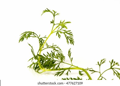 Artemisia Pallens, Leaves.