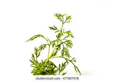 Artemisia Pallens, Tree.