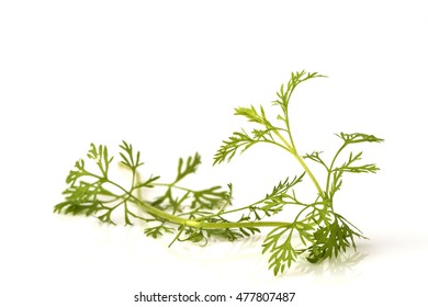 Artemisia Pallens, Tree.