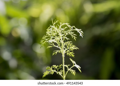 Artemisia Pallens, Tree.