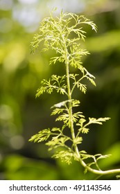 Artemisia Pallens, Tree.