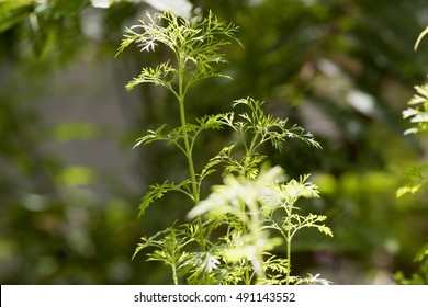 Artemisia Pallens, Tree.