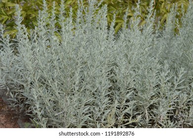 53 Artemisia schmidtiana Images, Stock Photos & Vectors | Shutterstock