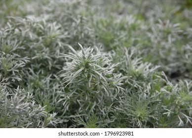 Artemisia schmidtiana Nana grows in the garden in summer