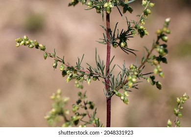 Artemisia scoparia, Compositae. Wild plant shot in summer.