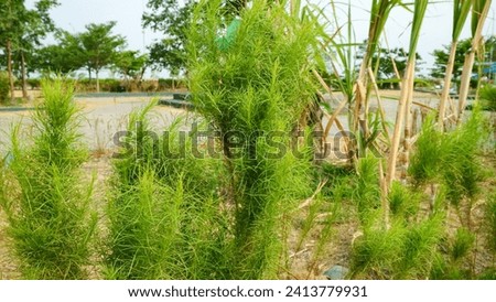 Artemisia Scoparia or its Indonesian name 