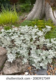 Artemisia stelleriana plant, wormwood plant