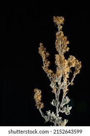 Artemisia Tridentata, Great Basin Sagebrush