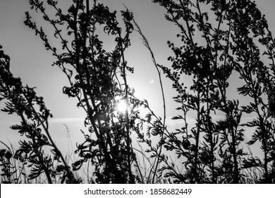 Artemisia Tridentata, Mugwort, Sagebrush Wild Grass Silhouette On Sunset Sky Background. Summer Prairie Close-up With Bright Sun On Sky. Greyscale