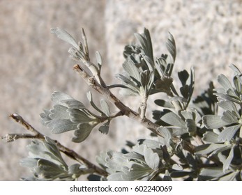 Artemisia Tridentata, Sage Brush, Close Up