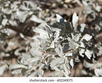 Artemisia Tridentata, Sage Brush, Close Up