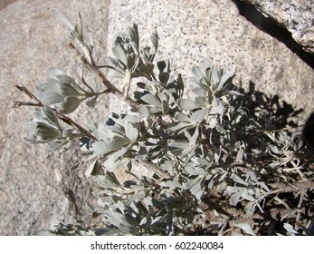 Artemisia Tridentata, Sage Brush, Close Up