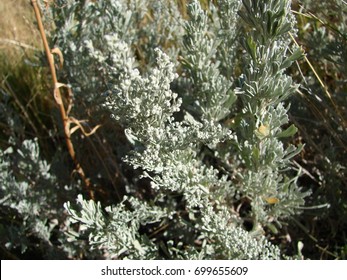 Artemisia Tridentata, Sagebrush