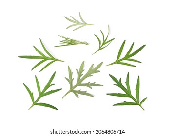 Artemisia vulgaris L, Sweet wormwood, Mugwort or artemisia annua branch green leaves isolated on white background. Top view