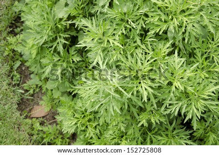 Artemisia (Artemisia vulgaris Linn., Or Eupatorium capillifolium (Lamk.) Small) 