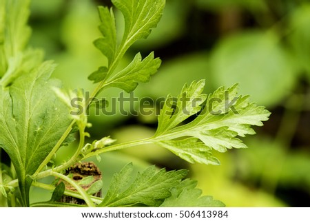 Artemisia (Artemisia vulgaris Linn., Or Eupatorium capillifolium (Lamk.) Small)