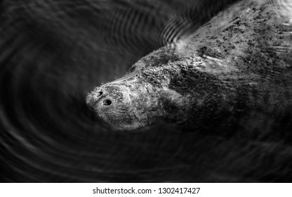 Artfully Done, Manatee Face