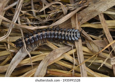 An Arthropleura Was Walking And Taking Cover Behind The Hay