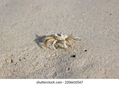 Arthropod Beach Crab Decapoda Insect Terrestrial Animal