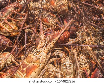 Arthropod Caribbean Caribbean Sea, Spiny Lobster, Close-Up