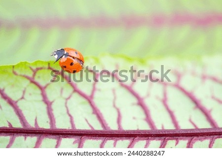 An arthropod, ladybug, is perched on a green leaf of a terrestrial plant. This beetle, a beneficial organism, feeds on pests like aphids by sucking their juices