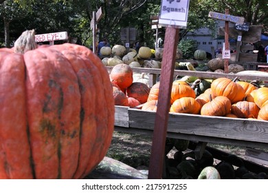 Arthur, Illinos, USA, 10-7-2012
Pumpkin Patch In The Heart Of Illinois To Celebrate Fall Harvest. Pumpkins And Squash In An Old Wood Wagon For Sale.