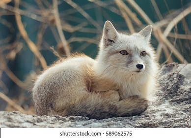 Artic Fox