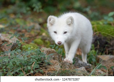 Artic Fox In Autumn