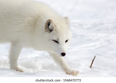 Artic Fox At The Ecomuseum, Montreal. 