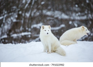 Artic Fox Family Sitting Alert Frozen Stock Photo (Edit Now) 791406883