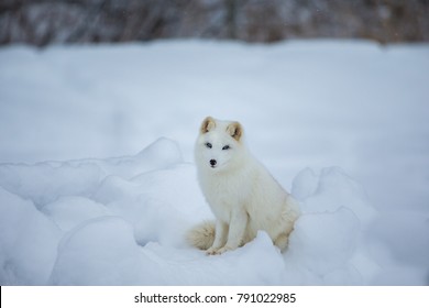 Arctic Fox Wild Snowy Landscape Scandinavia Stock Photo Edit Now